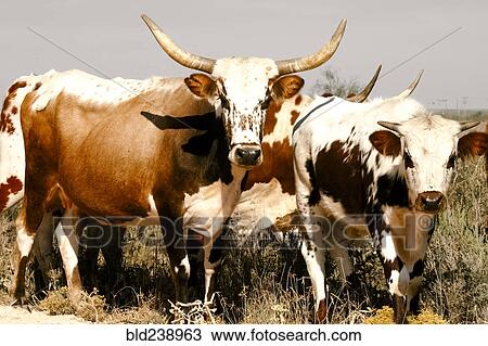 Stock Image - Cattle standing in grass. Fotosearch