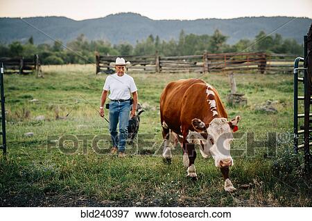 Caucasian farmer and dog walking with cow View Large Photo Image Stock Photo - Caucasian farmer and dog walking with cow. Fotosearch
