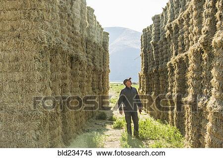 Stock Photography - Caucasian farmer checking stacks of hay. Fotosearch