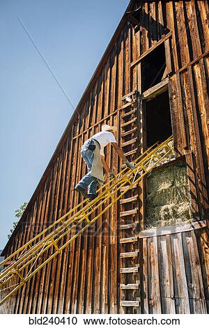 Stock Image - Caucasian farmer climbing ladder to barn. Fotosearch