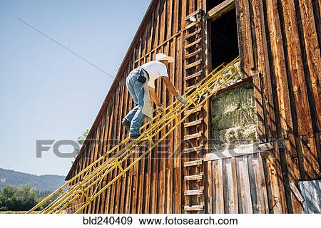 Stock Photo - Caucasian farmer climbing ladder to barn. Fotosearch