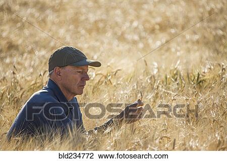Caucasian farmer crouching in field checking crop View Large Photo Image Stock Image - Caucasian farmer crouching in field checking crop. Fotosearch