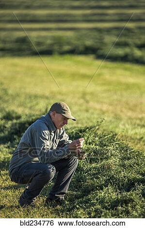 Stock Photograph - Caucasian farmer crouching in field checking crop. Fotosearch