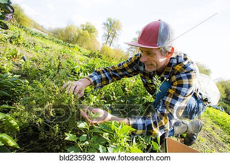 Caucasian farmer examining plants View Large Photo Image Stock Image - Caucasian farmer examining plants. Fotosearch