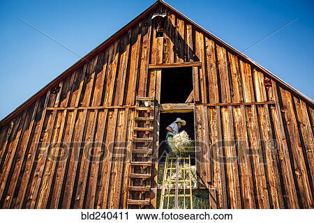 Stock Image - Caucasian farmer in barn lifting bale of hay. Fotosearch