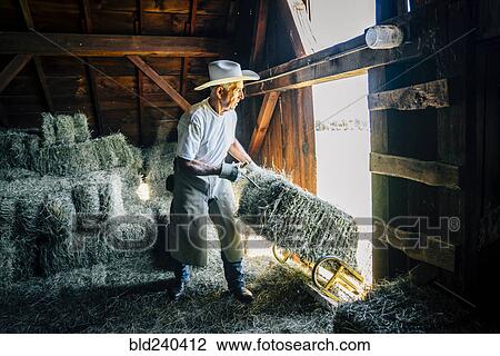 Caucasian farmer in barn pulling bale of hay View Large Photo Image Stock Image - Caucasian farmer in barn pulling bale of hay. Fotosearch