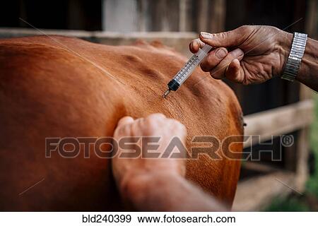 Caucasian farmer injecting cow with vaccine View Large Photo Image Stock Photo - Caucasian farmer injecting cow with vaccine. Fotosearch