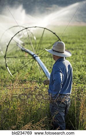 Caucasian farmer leaning on barbed wire fence watching irrigation View Large Photo Image Stock Photo - Caucasian farmer leaning on barbed wire fence watching irrigation. Fotosearch