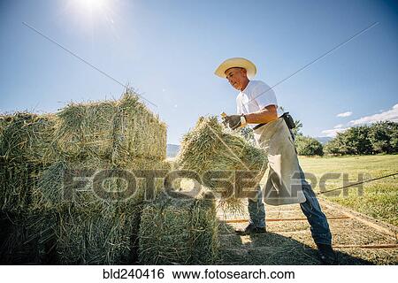 Stock Photograph - Caucasian farmer lifting bale of hay. Fotosearch
