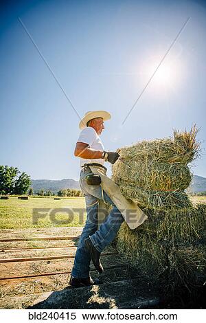 Caucasian farmer lifting bale of hay View Large Photo Image Stock Photography - Caucasian farmer lifting bale of hay. Fotosearch