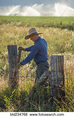 Caucasian farmer repairing barbed wire fence View Large Photo Image Stock Photo - Caucasian farmer repairing barbed wire fence. Fotosearch