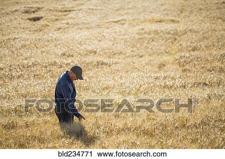 Stock Image - Caucasian farmer standing in field checking crop. Fotosearch