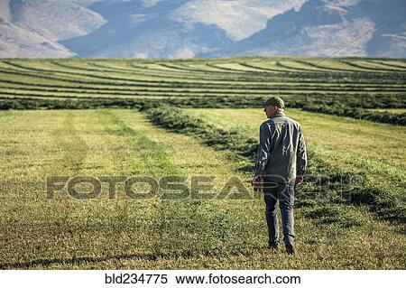 Stock Photography - Caucasian farmer walking in field checking crop. Fotosearch