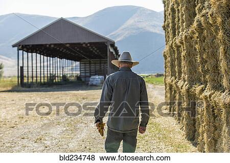 Caucasian farmer walking near stacks of hay View Large Photo Image Stock Photo - Caucasian farmer walking near stacks of hay. Fotosearch