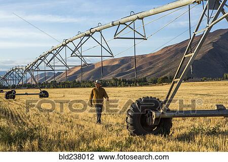 Caucasian farmer walking near irrigation equipment View Large Photo Image Stock Image - Caucasian farmer walking near irrigation equipment. Fotosearch