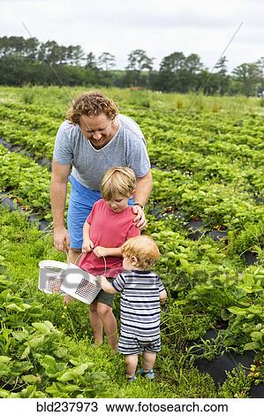 Stock Image - Caucasian father and sons picking strawberries. Fotosearch