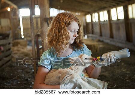Caucasian girl feeding bottle to lamb View Large Photo Image Stock Photo - Caucasian girl feeding bottle to lamb. Fotosearch
