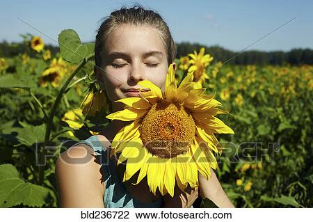 Caucasian girl smelling sunflower in field View Large Photo Image Stock Image - Caucasian girl smelling sunflower in field. Fotosearch