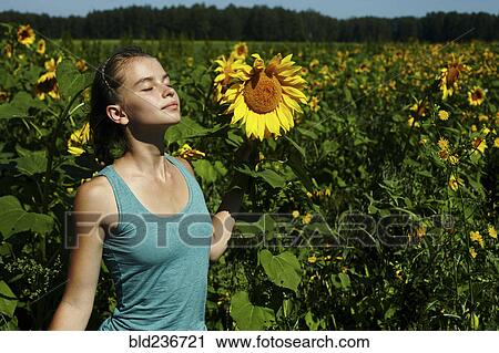 Caucasian girl smelling sunflowers in field View Large Photo Image Stock Image - Caucasian girl smelling sunflowers in field. Fotosearch