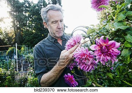 Caucasian man examining flower in garden View Large Photo Image Stock Image - Caucasian man examining flower in garden. Fotosearch
