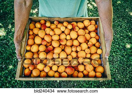 Picture - Caucasian man holding box of peaches. Fotosearch