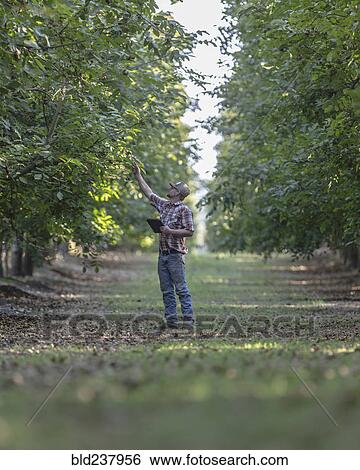 Stock Photograph - Caucasian man holding digital tablet checking walnuts in orchard. Fotosearch