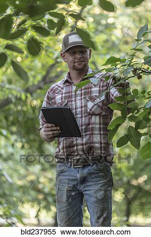 Stock Photography - Caucasian man holding digital tablet checking walnuts in orchard. Fotosearch