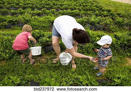 Stock Image - Caucasian mother and sons picking strawberries. Fotosearch
