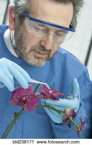 Caucasian scientist examining flower with tweezers View Large Photo Image Stock Image - Caucasian scientist examining flower with tweezers. Fotosearch