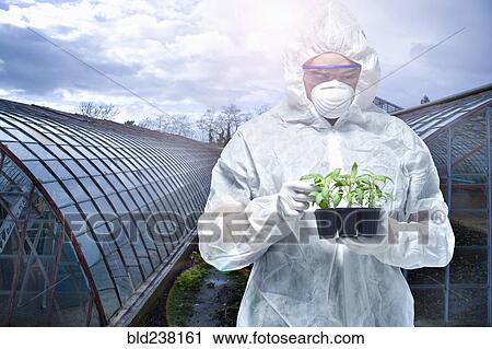 Caucasian scientist wearing clean suit examining seedling View Large Photo Image Stock Image - Caucasian scientist wearing clean suit examining seedling. Fotosearch