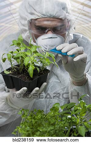 Stock Photo - Caucasian scientist wearing clean suit pouring liquid on seedling. Fotosearch