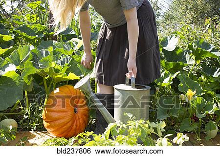 Stock Photograph - Caucasian woman carrying watering can in garden near pumpkin. Fotosearch