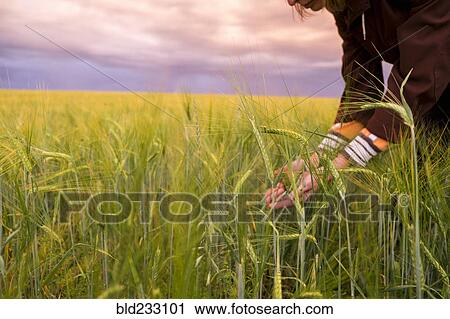 Stock Image - Caucasian woman holding grass in field. Fotosearch