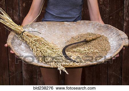 Stock Photograph - Caucasian woman holding tray with wheat and sickle. Fotosearch