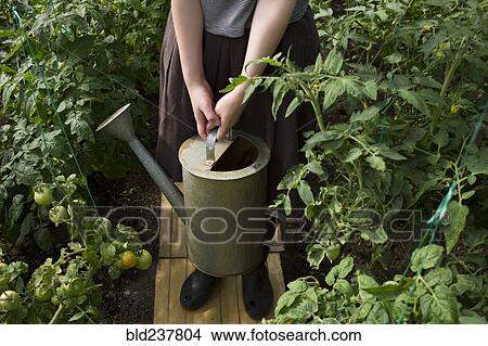 Picture - Caucasian woman holding watering can in greenhouse. Fotosearch