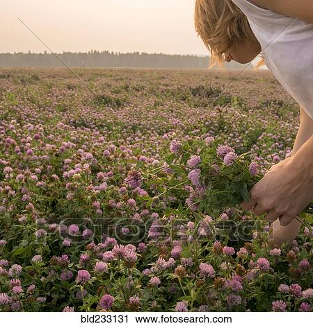 Stock Image - Caucasian woman picking flowers in field. Fotosearch