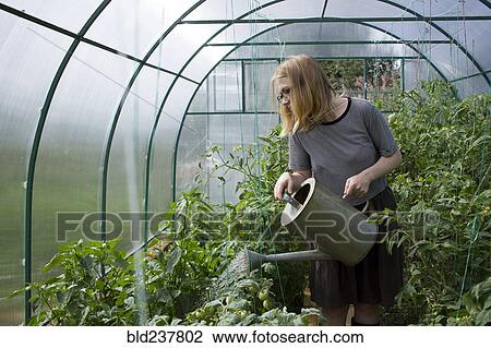 Stock Image - Caucasian woman watering greenhouse with watering can. Fotosearch