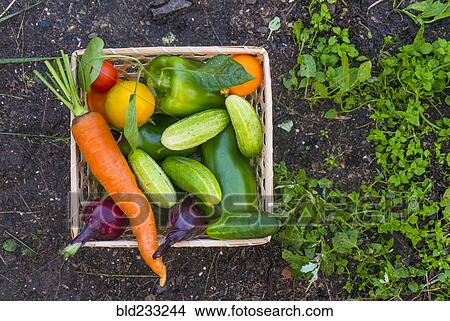 Picture - Close up of basket of fresh vegetables on garden soil. Fotosearch