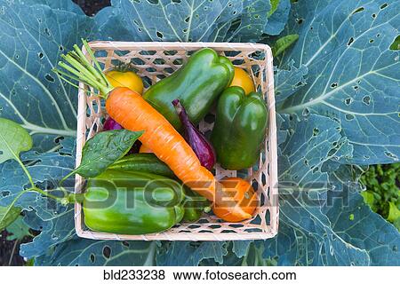 Close up of basket of fresh vegetables on leaves View Large Photo Image Stock Photo - Close up of basket of fresh vegetables on leaves. Fotosearch