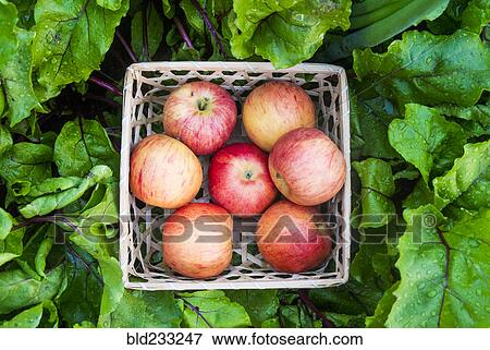 Close up of basket of red apples in wet leaves View Large Photo Image Stock Photo - Close up of basket of red apples in wet leaves. Fotosearch