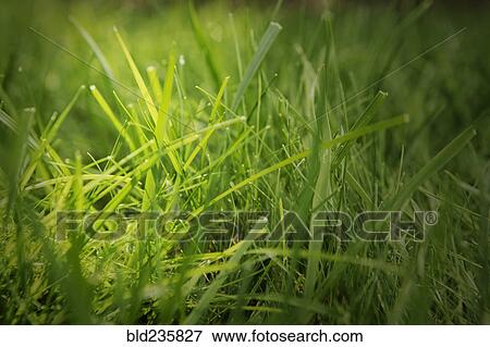 Close up of blades of grass View Large Photo Image Stock Photo - Close up of blades of grass. Fotosearch