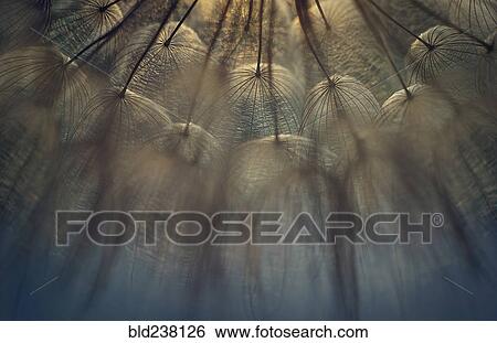Close up of dandelion seeds View Large Photo Image Stock Photograph - Close up of dandelion seeds. Fotosearch