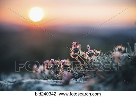 Stock Image - Close up of flowers at sunset. Fotosearch