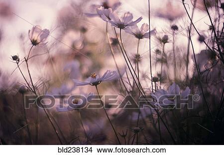 Close up of flowers in field View Large Photo Image Picture - Close up of flowers in field. Fotosearch