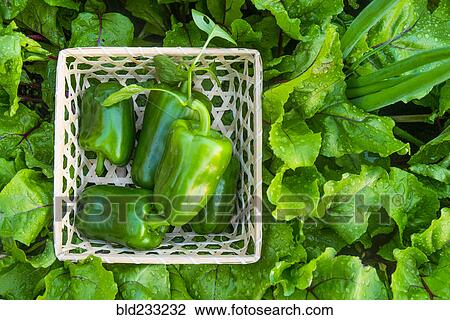 Stock Image - Close up of green peppers in basket on wet leaves. Fotosearch