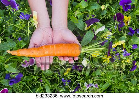 Stock Photograph - Close up of hands holding carrot over flowers. Fotosearch