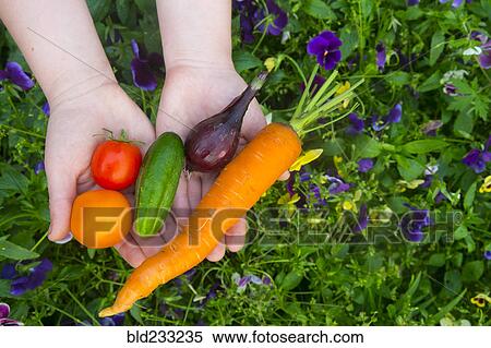 Stock Photography - Close up of hands holding fresh vegetables over flowers. Fotosearch