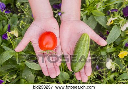 Stock Photo - Close up of hands holding tomato and cucumber over flowers. Fotosearch