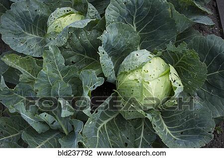 Close up of lettuce View Large Photo Image Stock Image - Close up of lettuce. Fotosearch
