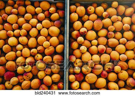 Close up of peaches in wheelbarrow View Large Photo Image Stock Image - Close up of peaches in wheelbarrow. Fotosearch